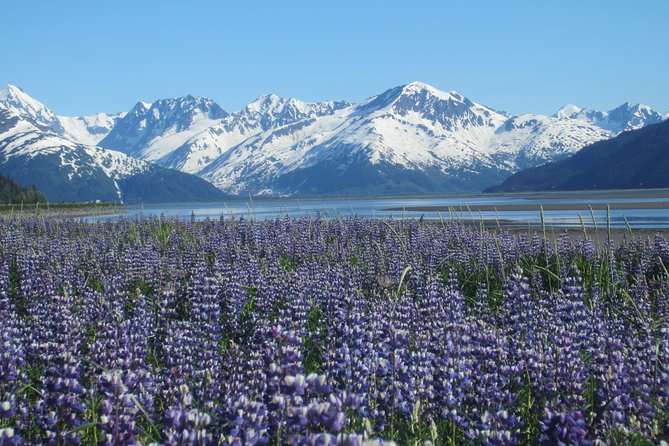 Wildlife and Glaciers with a walk in the Rainforest - Why this Anchorage half-day tour works