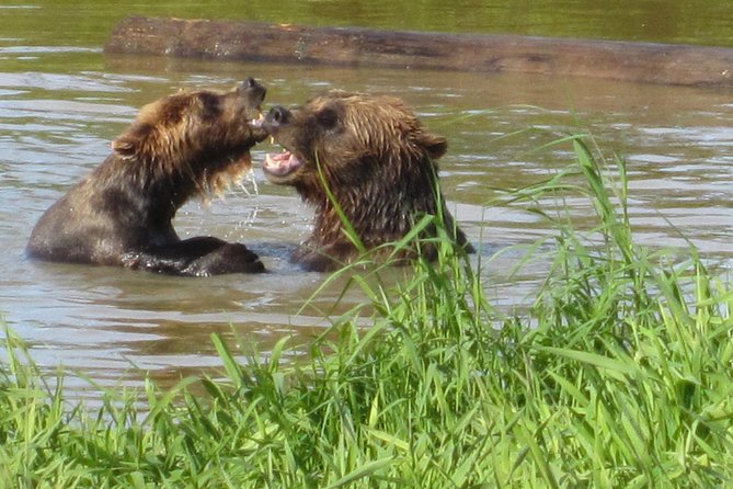 Wildlife and Glaciers with a walk in the Rainforest - Following Turnagain Arm to Beluga Point