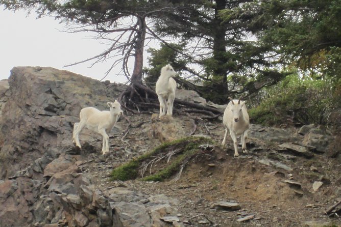 Wildlife and Glaciers with a walk in the Rainforest - An hour among Alaska’s rescued animals