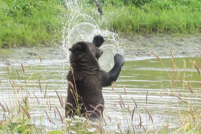 Wildlife and Glaciers with a walk in the Rainforest - Portage Valley, glaciers, and the short forest walk