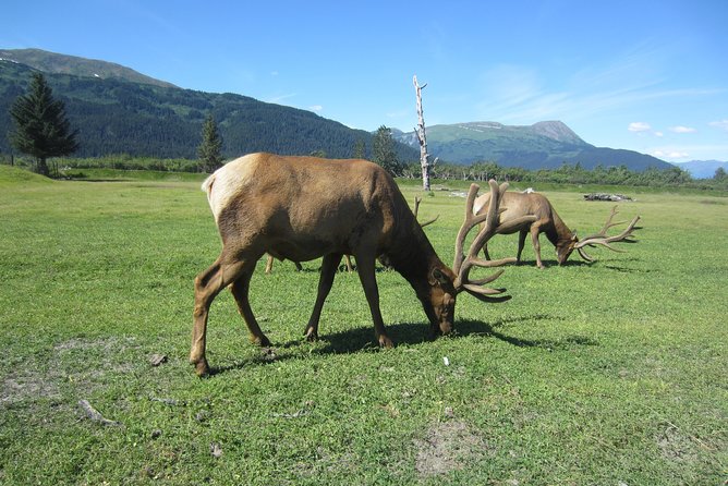 Wildlife and Glaciers with a walk in the Rainforest - Why the season matters so much