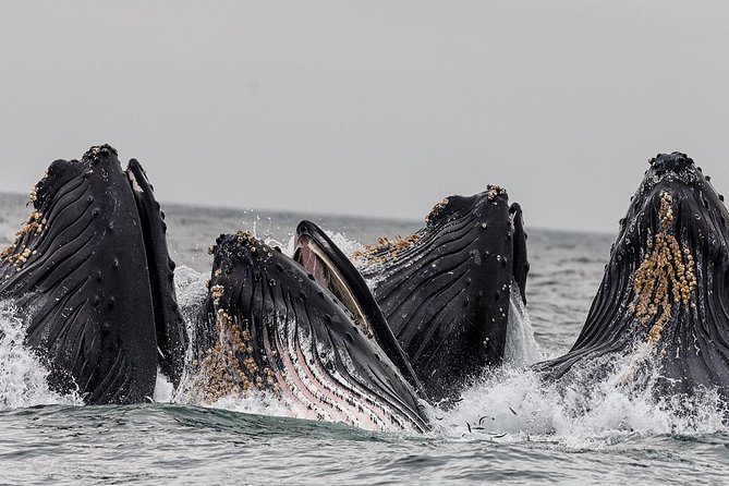 Wildlife Viewing, Sightseeing and Whale Watching Quest - Meeting at Front Street and getting aboard
