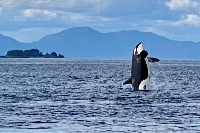 Wildlife Viewing, Sightseeing and Whale Watching Quest - Eagles, seals, and the Metlakatla stop