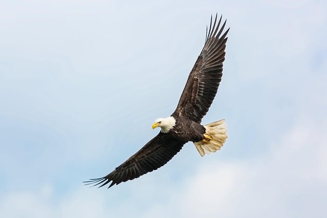 Wildlife Viewing, Sightseeing and Whale Watching Quest - Comfort on a wet Alaska afternoon