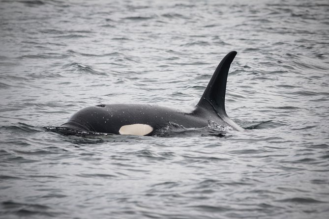 Wildlife Viewing, Sightseeing and Whale Watching Quest - Thomas Basin: a working harbor departure