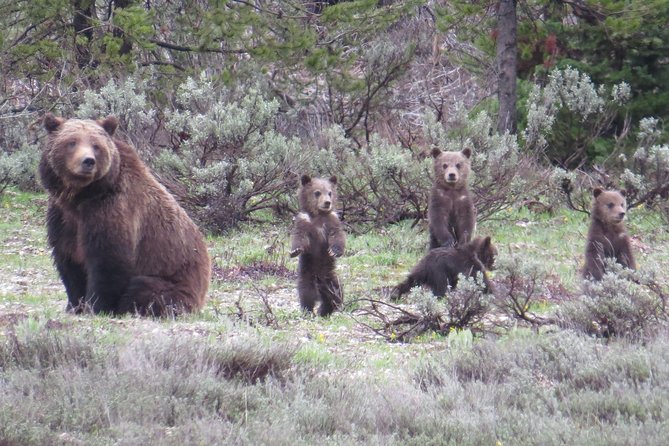 Yellowstone National Park - Full-Day Lower Loop Tour from Jackson - Key points to know before you book