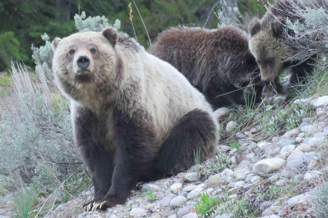 Yellowstone National Park - Full-Day Lower Loop Tour from Jackson - The 6:30 a.m. departure from Jackson Hole