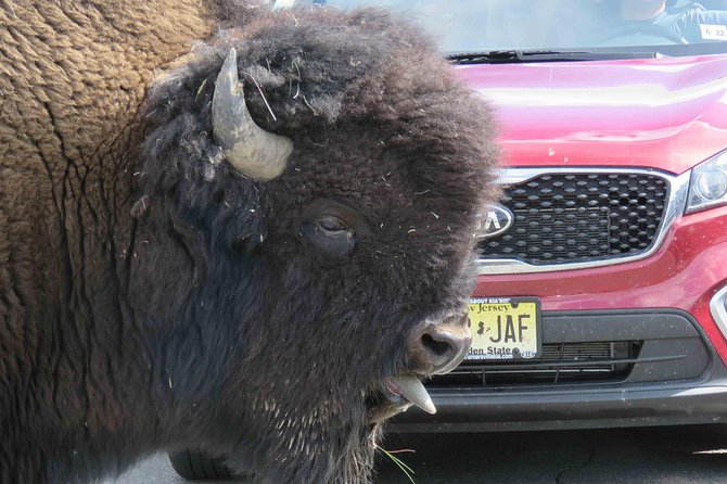 Yellowstone National Park - Full-Day Lower Loop Tour from Jackson - Old Faithful: Yellowstone’s most famous show