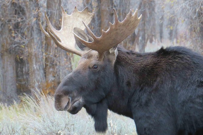 Yellowstone National Park - Full-Day Lower Loop Tour from Jackson - Hayden Valley and Yellowstone Lake wildlife country