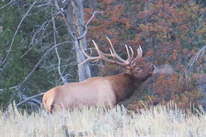 Yellowstone National Park - Full-Day Lower Loop Tour from Jackson - Grand Teton National Park sets the stage
