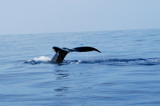 Zodiac Raft Whale Watching Adventure - Searching for humpbacks in winter