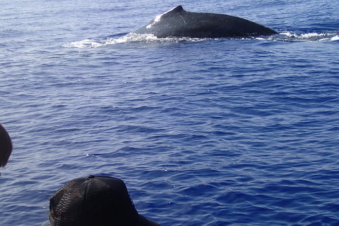 Zodiac Raft Whale Watching Adventure - Guides who make the difference